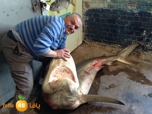 minashark328 (12).JPG